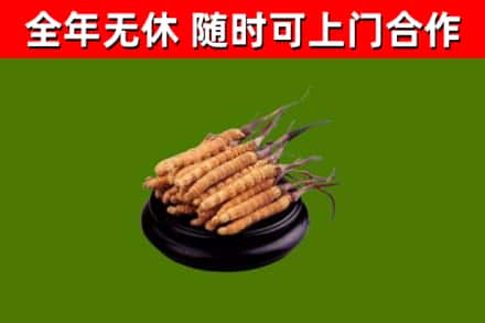 德江回收冬虫夏草